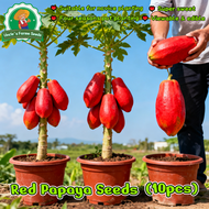 100% Authentic 10pcs High Yield Red Papaya Seeds 红皮红心木瓜种子 Biji Benih Betik Merah Kulit Merah Isi Mer