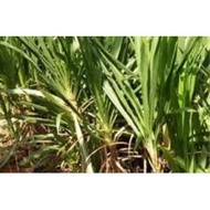 Benih Napier Dwarf (beli 5, percuma 1)