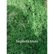 Aquatic Plant, Aquascape ( Java Moss , Seginella Moss)