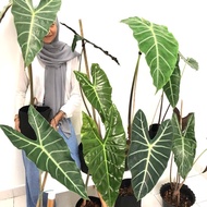 ALOCASIA GIANT LONGILOBA