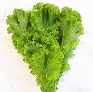 BIG WAVE LETTUCE SEEDS (1000 seeds)