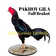 ayam bangkok asli pakhoy super full brakot patok punggung telur tetas