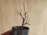 ∴。*藝術.美樹°*∴ ＊緋梅~豆缽小品素材,日系品種,粉色花系,不易繁殖非嫁接,2盆一起販售!＊