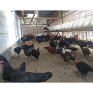 TELUR AYAM KUB PARENT STOK INDUKAN JUMBO UNTUK DITETASKAN