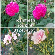 ANAK POKOK/KERATAN BUNGA ROS MERAH/PINK