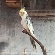Falk Jantan Dewasa