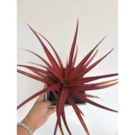 Bromeliad Ananas Eruption