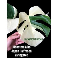 【LSG】 Monstera Borsigiano Albo Japan Variegated live plant  no
