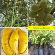 5x ANAK POKOK DURIAN MUSANG KING (KAHWIN) (LIMITED TIME OFFER! 5 FOR RM89!)