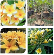 Paket hemat!! 2 Batang Pohon kamboja bali warna kuning dan pink / kamboja bali bunga pink dan kuning