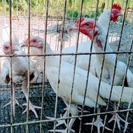 Ayam betina bangkok putih/usia 4bulan