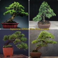 (Hot Sale) Singapore Ready Stock 50pcs Japanese White Pine Pinus Seeds Parviflora Green Plant Tree Bonsai Seeds Indoor and Outdoor Plants Real Live Plant for Sale Easy To Planting In Local Garden Fast Grow