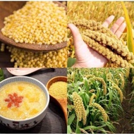 Yellow Glutinous Millet Seeds, Nghe An Specialty, Flexible, Shelled for Cooking Millet Cake, Millet 