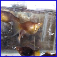 ✈ ¤ ▧ Aquatic Stem plant Red Rubin for PKBM and Lemonade Ninja balloon molly