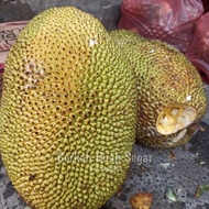 Ready Buah Nangka 1 Buah Best Quality