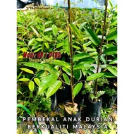 PROMOSI TERKINI Pokok Durian Mdur 88 / D190 •|•1Kaki-2kaki •|• Limited Stock