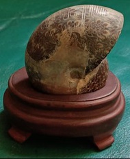 天然鸚鵡螺化石小擺飾