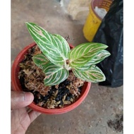 BIBIT/ANAKAN AGLONEMA GOLDEN HOPE