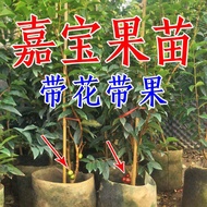 四季嘉宝果树苗树葡萄苗正宗台湾树葡萄果树四季南北种植当年结果