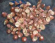 cangkang kerang Lola/cangkang kerang tumpang merah