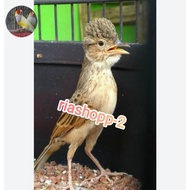 burung branjangan jawa javanica gacor dorr jinak mewah langka
