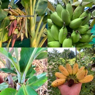 กล้วยไข่แฝดสยาม หน่อกล้วยไข่แฝดสยาม (หน่อแฝด 2 ยอด)🌱🌱