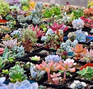 300seeds/pack Mix Succulent Seeds Lotus Lithops Pseudotruncatella Bonsai Plants Seeds for Home Garde