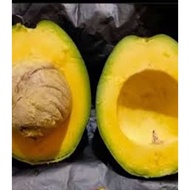 POKOK AVOCADO/ALPUKAT VARIAN MENTEGA MIKI