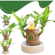 Brazilian Wood Plant,Fortune Brazil Wood Potted Plant,Brazilian Wood Hydroponic Plant, Brazilian Luc
