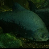 ikan black pacu jumbo /bawal hitam tankmate predator size 35cm