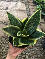 Dwarf Snake Plant Sansevieria Trifasciata (with FREE plastic pot,pebbles and garden soil( Live Plant