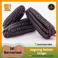 3000 biji benih jagung ketan ungu kehitaman kualitas unggul mudah berkecambah>banyak pilihan