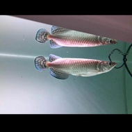 Arwana jardini Arowana Jardini 18-20cm