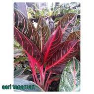 bunga aglaonema red sumatra