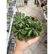 Succulent  Euphorbia decaryi 邹叶麒麟