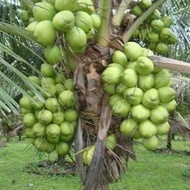 N3W Bibit Kelapa Nias Super Genjah