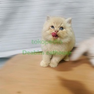 kucing persia medium (bigbone)