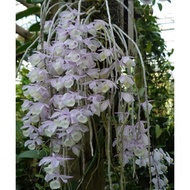 Anggrek Dendrobium Aphyllum / Aphyllum / Anggrek Tirai