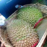 US Durian Musang king utuh fresh durian terbaik malaysia 2 kg