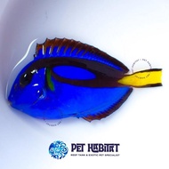 NEW PRODUK DORI REGAL BLUE TANG LETTER SIX 6 IKAN HIAS LAUT SUDAH