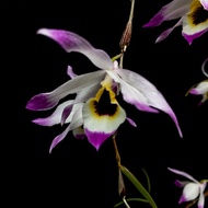 เอื้องสายวิสูตร Dendrobium falconeri ดอกหอม กล้วยไม้หายาก ไม้พักเลี้ยง