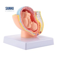 Human Pregnancy Fetal Development 9Th Month Embryonic Pelvic Model Fetus Foetus Pregnancy Anatomy of