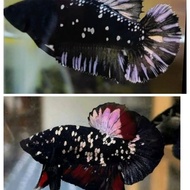 IKAN CUPANG AVATAR GOLD COOPER SATU PASNAG SIAP BRED GREAD EFER654564E