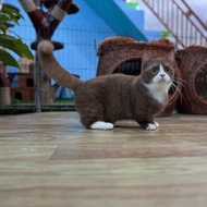 Kucing Munchkin British Shorthair Bicolor Cinamon Kaki Super Pendek