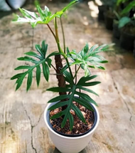 philodendron mayoi / philo mayoi / pilo mayoi / tanaman hias philodendron mayoi