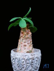 (197) 索馬里小葉葡萄(不規則形狀)	Cyphostemma betiforme/ 塊根植物 Caudex / 另售象牙宮、龜甲龍、索馬里葡萄甕、念珠橄欖