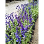 SALVIA DIVINORUM / salvia farinacea Gruppenblau - tanaman berbunga biru -