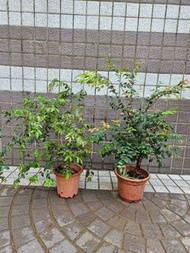 有機福崗嘉寶果