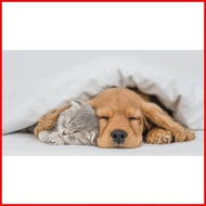 ✸ PRIMOZOLE FOR DOG & CAT (TRIMETHOPRIM SULFAMETHOXAZOLE) Respiratory, Urinary, Gastrointestinal 60