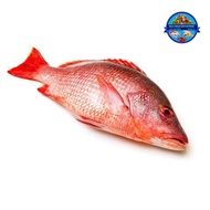 IKAN MERAH SEJUK BEKU / FROZEN RED SNAPPER (1 OR 2 PCS)